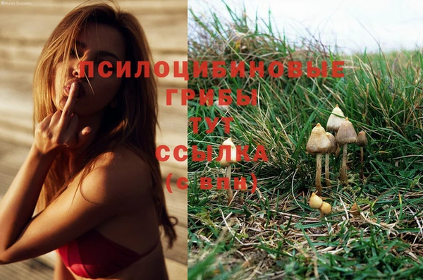 СК Пересвет