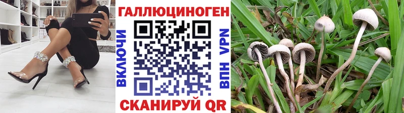 Псилоцибиновые грибы Psilocybe  Новодвинск 